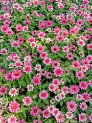 Fototapeta premium Top view full frame of vibrant pink and white zinnia flowers blooming thickly with green leaves in the garden.