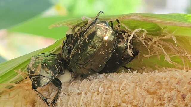 
Flower chafers eating sweet corn cob inside husk in organic farm close up.4k#003

