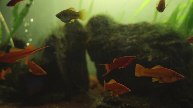Swordtail Fish Swimming in Freshwater Aquarium