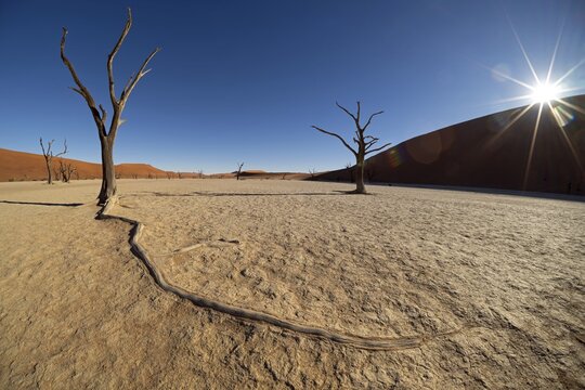 Dead camel thorn trees (Acacia erioloba) in Deadvlei, Sossusvlei, Namib Desert, Namibia
