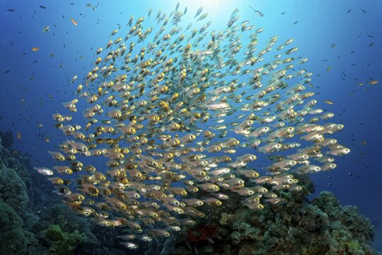 School of Pigmy sweeper, also known as gold sweeper or dwarf hatchetfish (Parapriacanthus ransonneti) swimming over coral reef, Red Sea, Makadi Bay, Port Safaga, Egypt