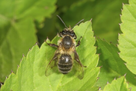 A spring silk bee (Colletes cunicularius) on a green leaf in close-up, Baden-W&uuml;rttemberg, Germany