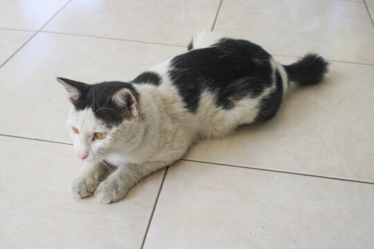 Cute Black and White Cat Lying Down on Ceramic Tile Floor