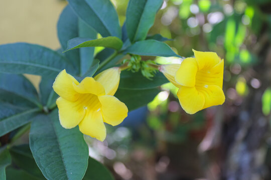 Vibrant Yellow Allamanda Flowers Blooming in Garden Sunlight