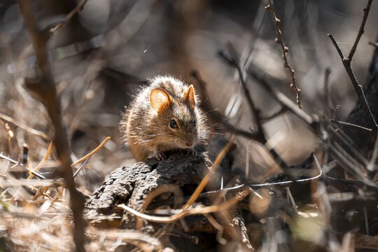 Four-striped grass mouse or four-striped grass rat (Rhabdomys pumilio), South Africa