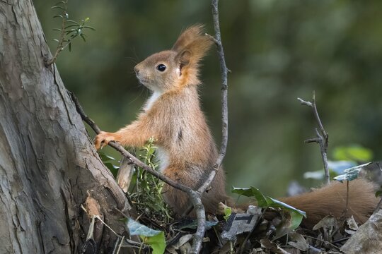 A squirrel (Sciurus vulgaris) poses confidently next to a tree trunk in a dense forest, Hesse, Germany