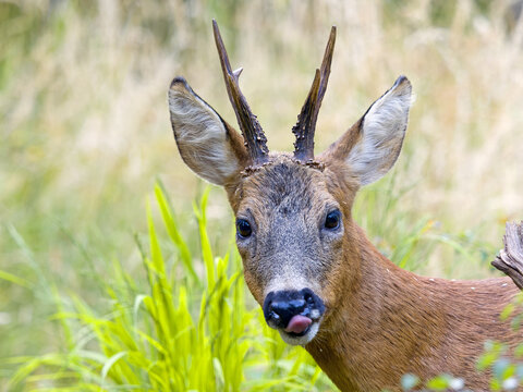Roe deer (Capreolus capreolus), a roe buck looks at the camera, Solms, Hesse, Germany