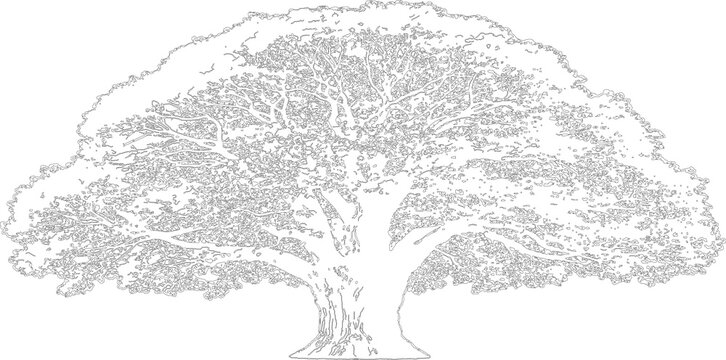 Large spreading oak tree line art drawing isolated on transparent background for architectural rendering projects
