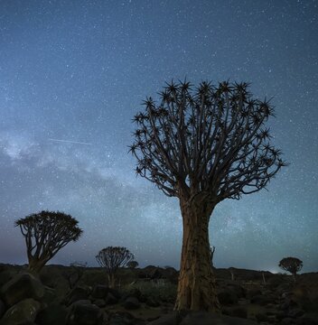 Quiver trees (Aloe dichotoma), night shot with starry sky, quiver tree forest in Garaspark near Keetmanshoop, Karas Region, Namibia