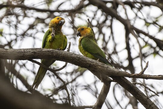 St Thomas Parakeet (Eupsittula pertinax), Curacao