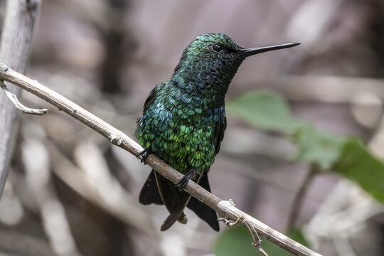 Blue-tailed Emerald Hummingbird (Chlorostillbon mellisugus), Curacao