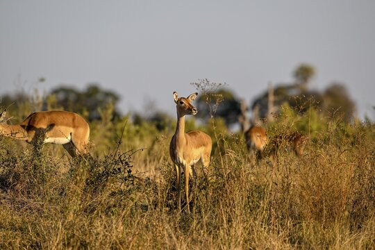 Black-heeled antelope or impala (Aepyceros melampus) near Atzar&oacute; Camp, Okavango Delta, North-West District, Botswana