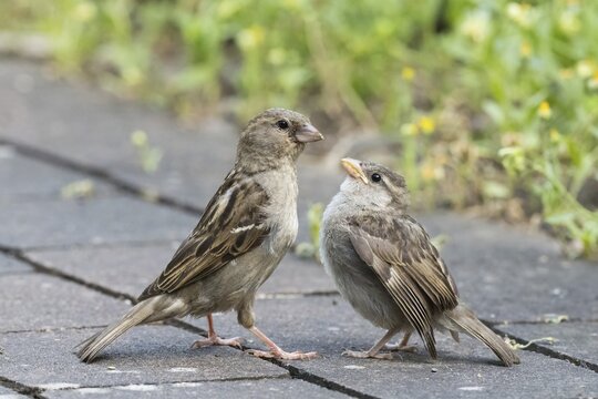 Two sparrows, left adult bird, right young bird standing on tiles with green, blurred background, Hesse, Germany