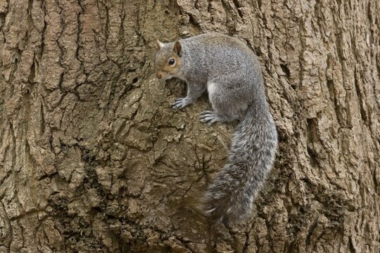 Grey squirrel (Sciurus carolinensis) adult animal on a tree trunk in a woodland, England, United Kingdom