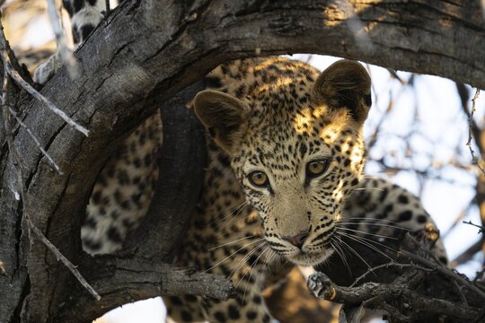 Leopard (Panthera pardus) &ndash; portrait in a tall tree, Khomas Region, Namibia
