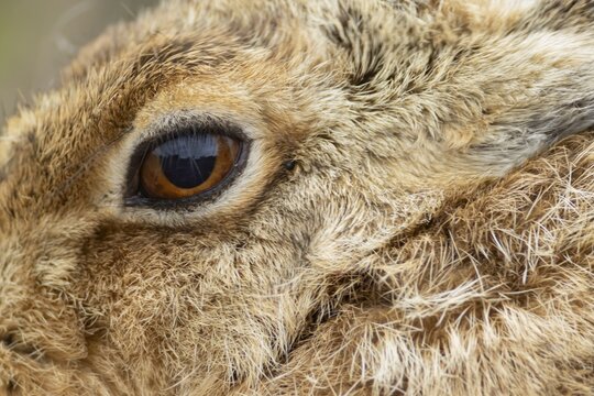 European brown hare (Lepus europaeus) adult animal close up head portrait, England, United Kingdom