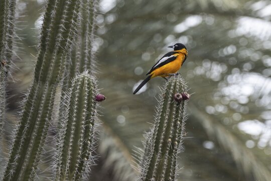 Venezuelan Oriole (Icterus icterus), Curacao