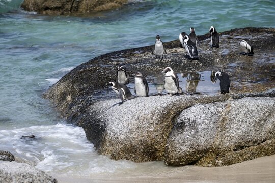 African penguin (Spheniscus demersus), Boulder Beach, Western Cape, Simon's Town, South Africa