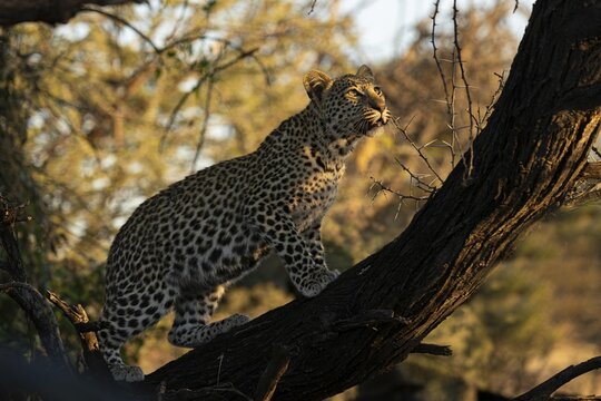 Leopard (Panthera pardus) in a tree, Khomas Region, Namibia