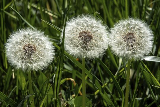 Common dandelion (Taraxacum officinale), dandelion, faded, seeds, Baden-W&uuml;rttemberg, Germany