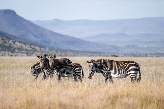 Herd, Cape Mountain Zebra (Equus zebra zebra), adult animal, Mountain Zebra National Park, Eastern Cape, South Africa