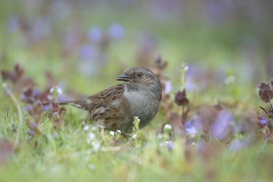 Dunnock or Hedge sparrow (Prunella modularis) adult garden bird feeding amongst Bugle (Ajuga reptans) flowers in spring, Suffolk, England, United Kingdom
