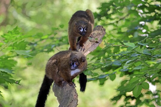 Red-bellied lemur (Eulemur rubriventer), adult, female, male, pair, on a tree trunk, alert, Madagascar