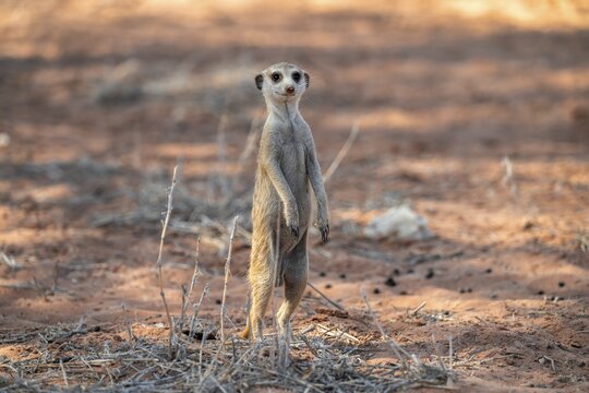 Standing meerkat (Suricatta suricata), on guard, Kgalagadi Transfrontier Park, Northern Cape, South Africa