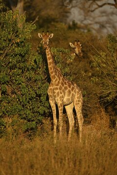 South African giraffes (Giraffa giraffa giraffa), blue hour near Atzar&oacute; Camp, Okavango Delta, North-West District, Botswana