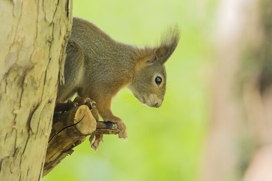 A squirrel (Sciurus vulgaris) observes attentively from a tree trunk, Hesse, Germany