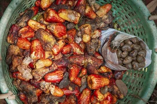Freshly harvested cashew nuts in a basket, Bilathikulam, Calicut, Kerala, South India, India