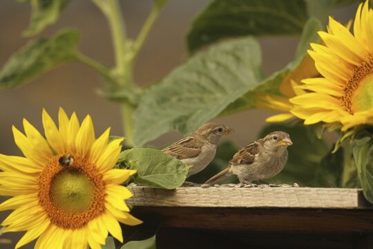 House Sparrow (Passer domesticus) &ndash; fledglings at the bird feeder in the garden amongst flowering sunflowers (Helianthus annuus), Allg&auml;u, Bavaria, Germany