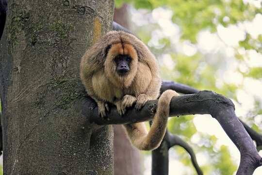 Black howler monkey (Alouatta caraya), adult, female, tree, sitting, alert, South America