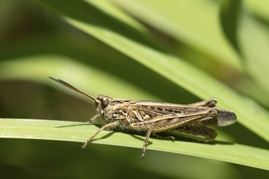 Meadow grasshopper (Chorthippus parallelus) adult insect in grassland in summer, Suffolk, England, United Kingdom
