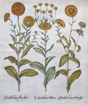 Marigold, garden marigold (Calendula officinalis), medicinal plant, hand-coloured copperplate engraving by Basilius Besler, from *Hortus Eystettensis*, 1613