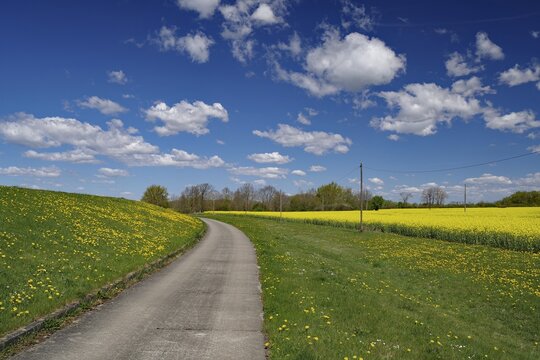 A dyke path leads through a landscape lined with flowers and green fields, spring, cycle tourism, bicycle trips, Elbe, Mecklenburg-Western Pomerania, Germany