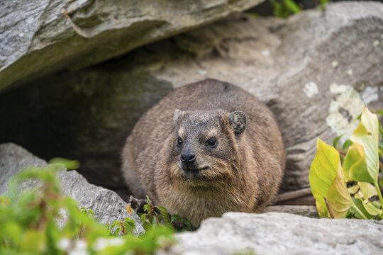 Steppe forest tree hog or southern tree hog (Dendrohyrax arboreus), South Africa