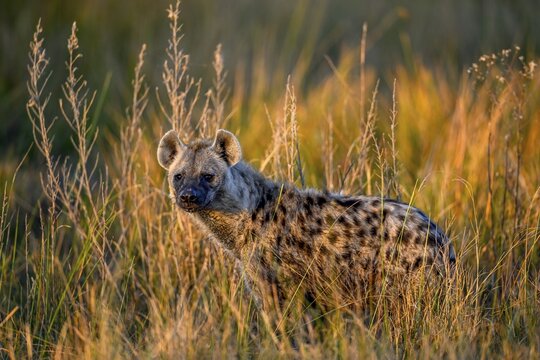 Spotted hyena (Crocuta crocuta) in the tall grass near Atzar&oacute; Camp, Okavango Delta, North-West District, Botswana