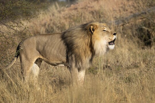 Male lion (Panthera leo) roaring, Namibia