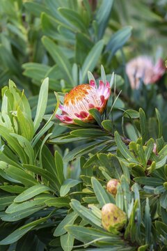 Red flower, Protea, near Cape Town, South Africa