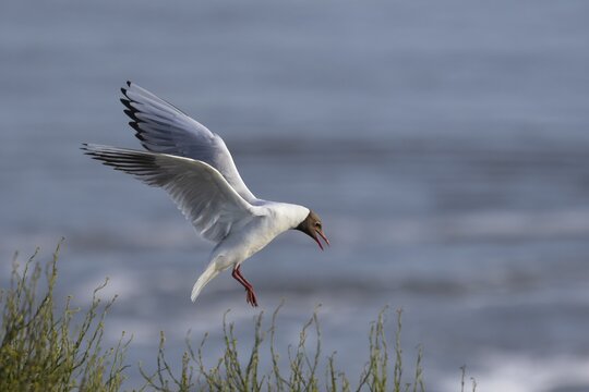 A black-headed gull (Chroicocephalus ridibundus) returns to its mate on the nest, breeding colony, bird colony, seabird colony, beach bird, coastal bird, Eidersperrwerk, June, Germany