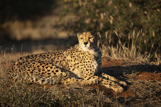 A cheetah (Acinonyx jubatus) is sitting on a hillock, basking in the morning sun, Namibia