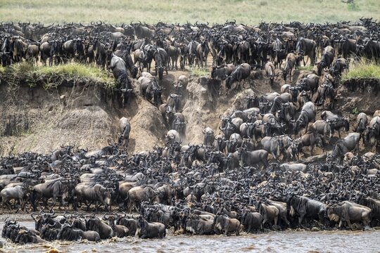 The Great Migration, Huge herds of wilderbeast (Connochaetes taurinus) crossing the Mara river and swimming to the other side, Serengeti Nationalpark, Tanzania