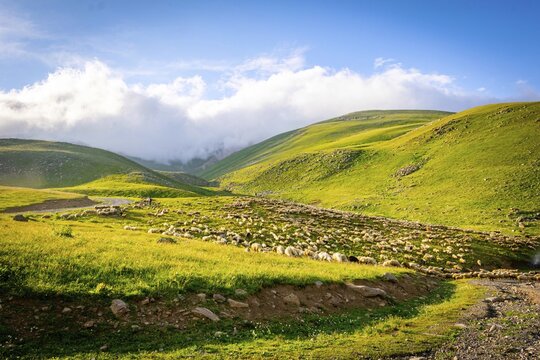 Flock of sheep in a countryside of Georgia surounded by scenic landscape.Georgia