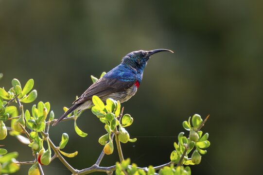 Cape Sunbird (Cinnyris chalybeus), adult, Cape Town, South Africa
