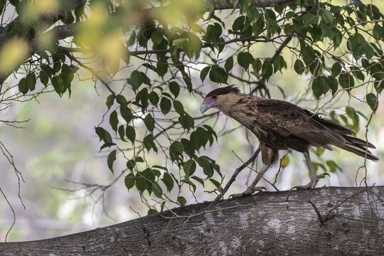 Crested caracara (Caracara plancus), Curacao