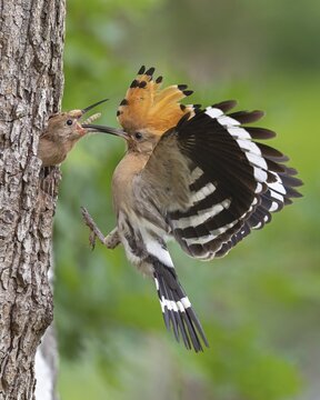 Hoopoe (Upupa epops) &ndash; Bird of the Year 2022, male with food, prey, foraging, food for the chicks, ruffled crest, sunrise, interaction, nesting cavity, nest, young bird begging for food, in flight, approaching, wings, climate change, Middle Elbe Biosphere Reserve, Saxony-Anhalt, Germany