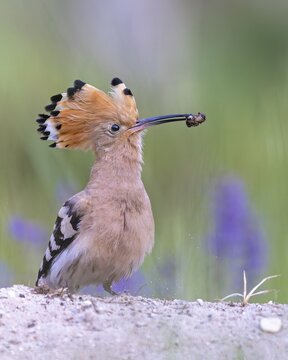 Hoopoe (Upupa epops) &ndash; Bird of the Year 2022, male during courtship, calling, nuptial gift, prey, foraging, interaction, landing on a branch, ruffled crest, sunrise, interaction, feeding, climate change, Middle Elbe Biosphere Reserve, Saxony-Anhalt, Germany