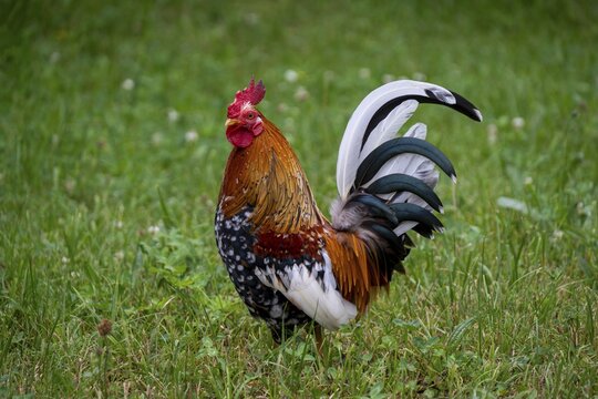 A rooster, dwarf chicken with colorful, magnificent plumage stands in green meadow, Upper Bavaria, Bavaria, Germany