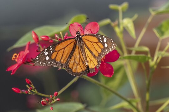 Monarch butterfly (Danaus plexippus), Curacao